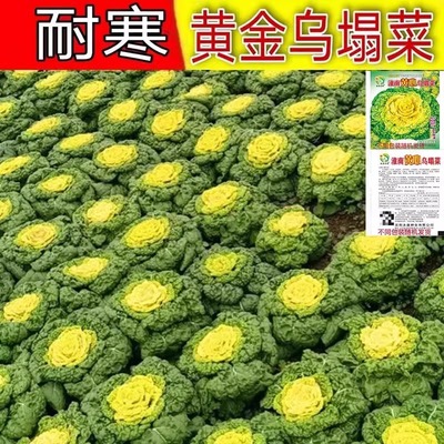 黄心乌塌菜种子耐寒黄心菜种籽菊花心菜籽种易种黄金乌蔬菜种子