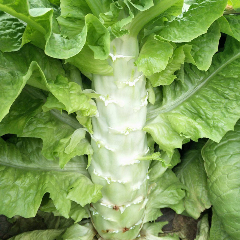 抗热莴笋种籽夏季尖叶绿叶香莴苣抗热农家菜园夏秋季有机蔬菜种子
