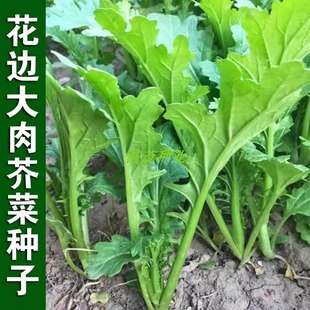 花边大肉芥种子青菜花叶芥菜种籽孑四季易种叶子菜庭院盆栽蔬菜种