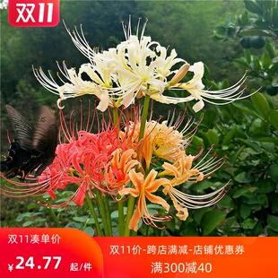 10颗彼岸花种球盆栽石蒜种子曼珠沙华多年生绿植耐寒花苗花卉植物