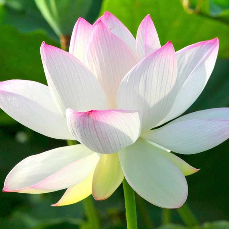 大型荷花种子池塘水养荷花四季莲藕室外盆栽莲花花籽观赏碗莲种籽