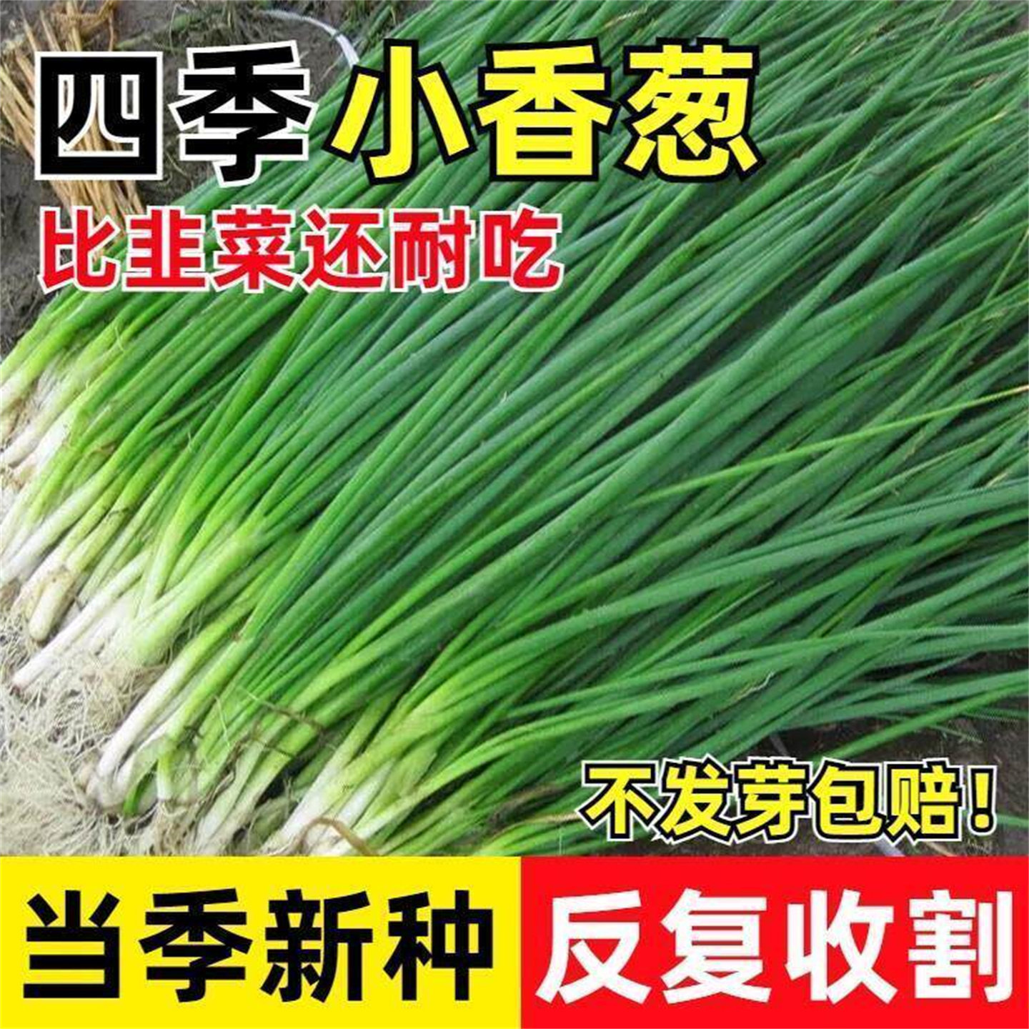 10天吃小葱种子四季本地小香葱种子正宗老品种香葱种子盆栽阳台
