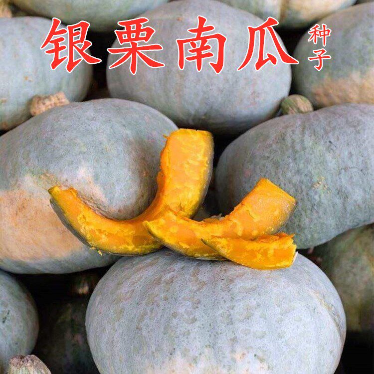 新疆贵族灰皮南瓜种籽贝贝迷你南瓜银栗板栗南瓜种孑四季蔬菜种子