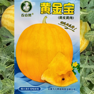 黄金宝西瓜种子四季播庭院家庭种植水果超甜高产黄瓤西瓜种籽