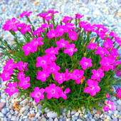 新手易种少女石竹种子多年生耐寒耐旱花种庭院盆栽阳台四季 种花籽