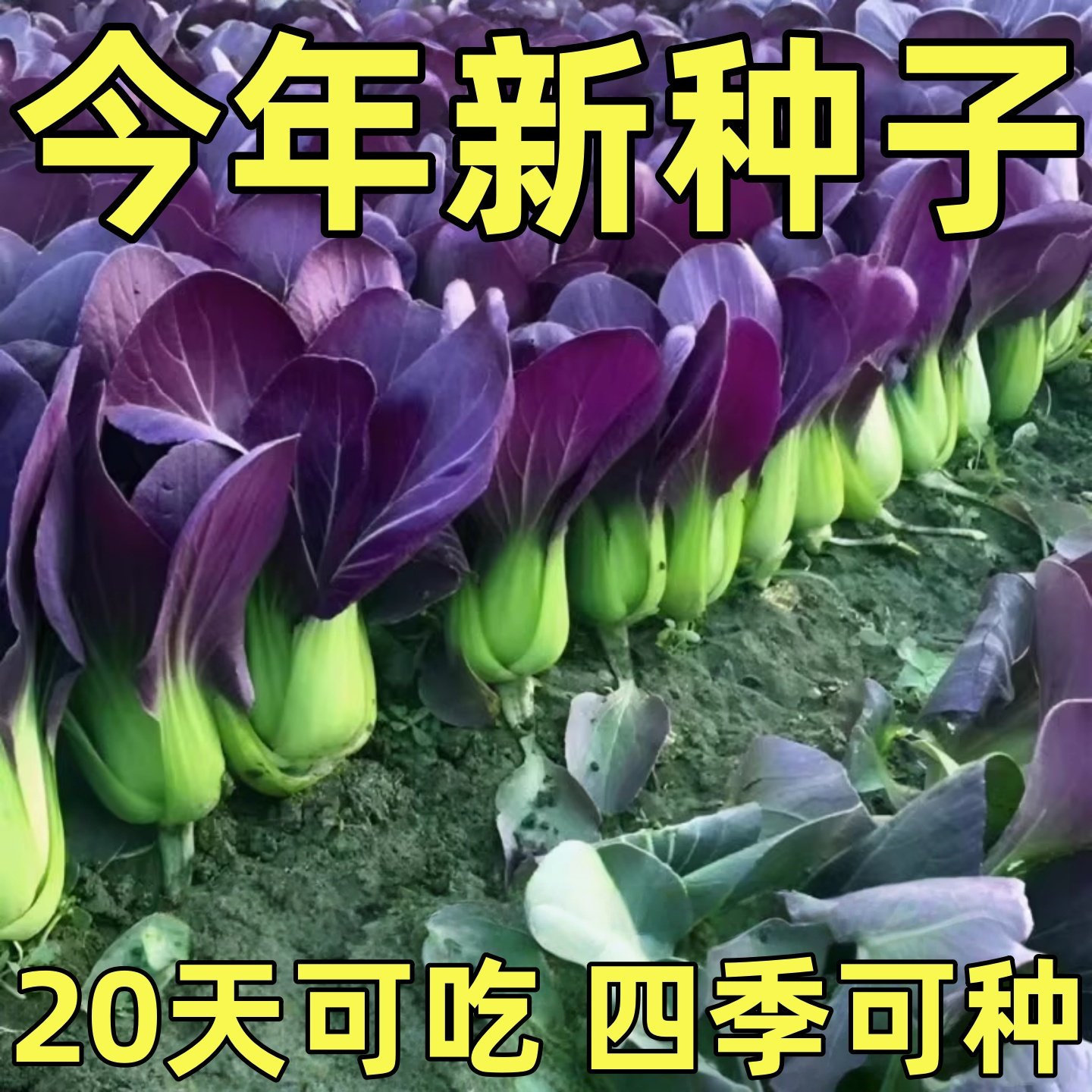 紫罗兰紫油菜种籽上海青抗寒抗热小油菜青梗菜耐寒新鲜蔬菜种子