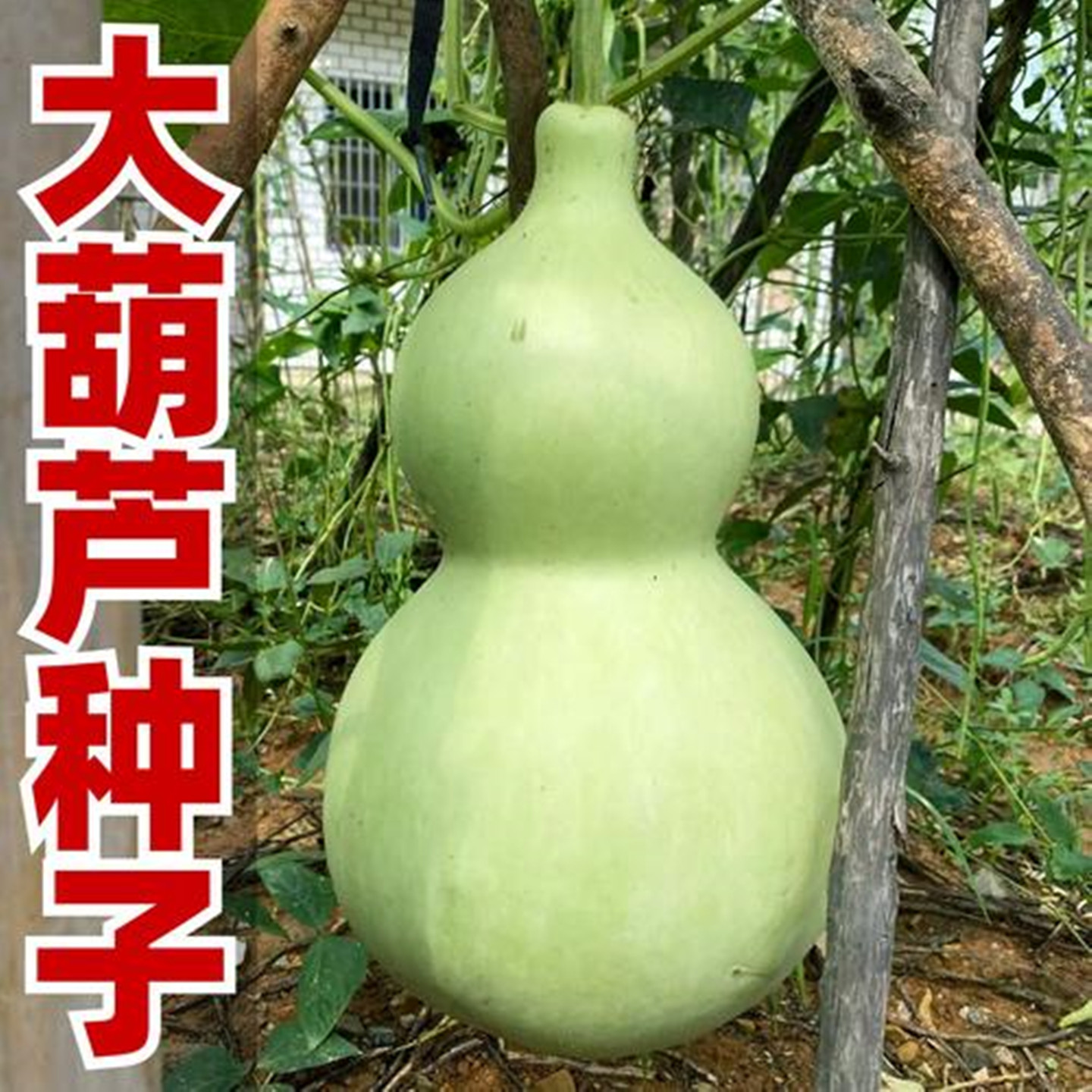 巨型葫芦种子籽特大超大天然八宝葫芦种子可食用亚腰酒四季葫种孑