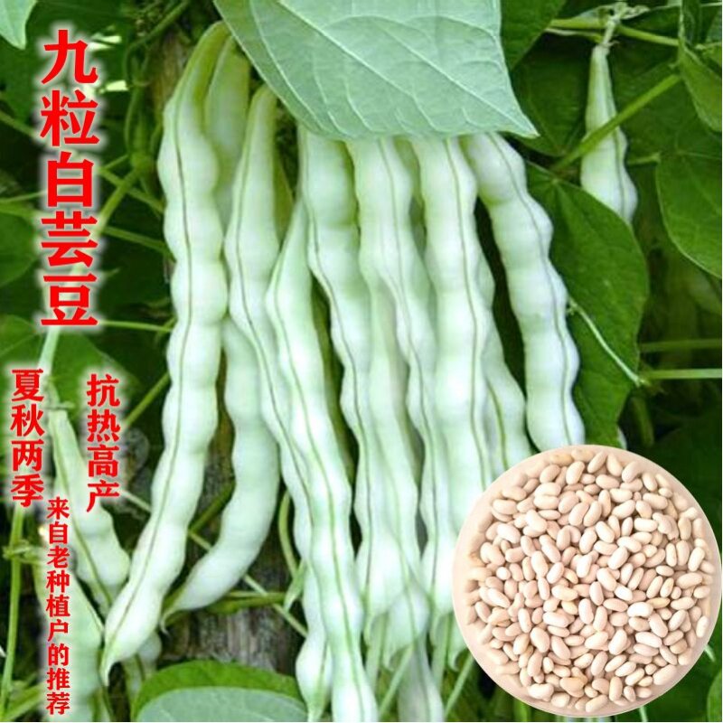 夏秋季专用九粒白芸豆种子白色豆角耐热高产架豆四季豆播蔬菜种子