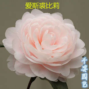 爱斯裘比莉 花都纪念珍稀名贵粉色巨型茶花庭院阳台盆栽花卉绿植