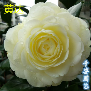 黄达 珍稀名贵进口福建龙岩黄色茶花室内外庭院阳台绿植花卉盆栽