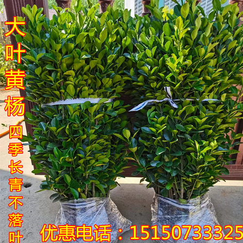 庭院绿化冬青苗天鸿四季长青