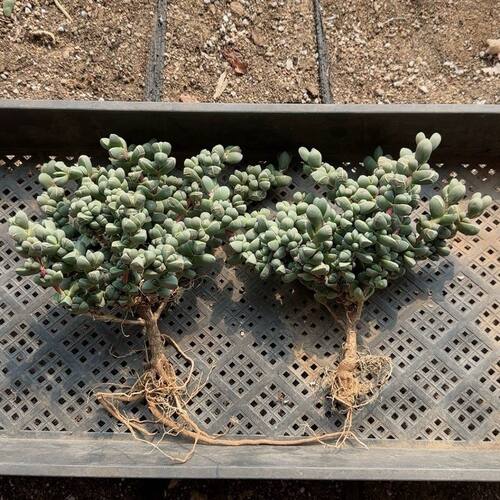 开花多肉鹿角海棠好养植物懒人阳台办公室植物带盆土基地直发