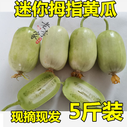 新鲜拇指黄瓜蔬菜玉女水果黄瓜鲜嫩小青瓜现摘现发特产3斤5斤包邮