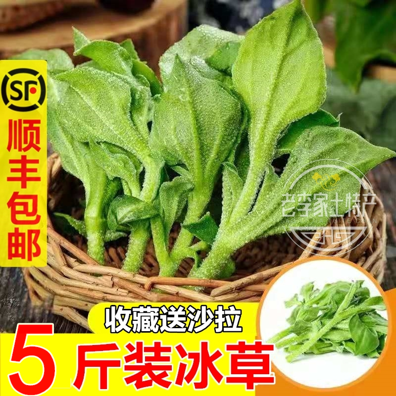 山东新鲜非洲冰菜冰草 即食沙拉菜冰叶健身凉拌菜火锅菜顺丰直发 水产肉类/新鲜蔬果/熟食 叶菜类 原图主图