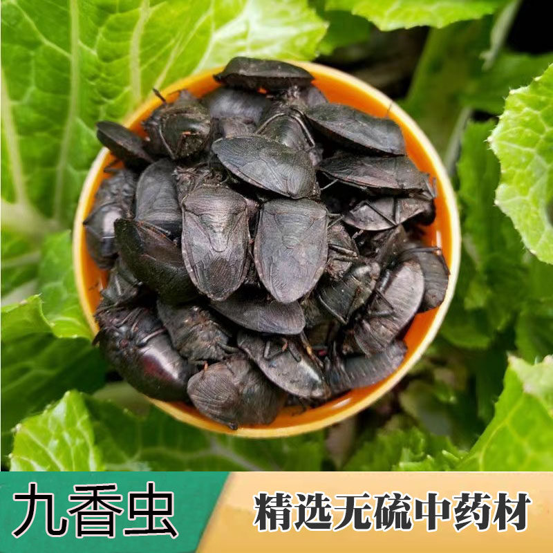 中药材九香虫50克黑兜虫打屁虫屁巴虫中草堂大全九香虫实体代打粉