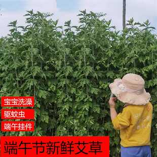 带根新鲜艾草农家艾条端午礼品整支艾叶香蒲组合挂件门窗洗澡泡脚
