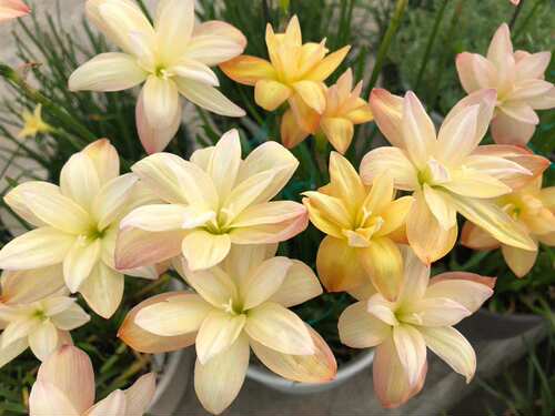 重瓣风雨兰瓣化好钱德拉