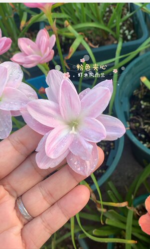风雨兰粉色夹心保湿发货