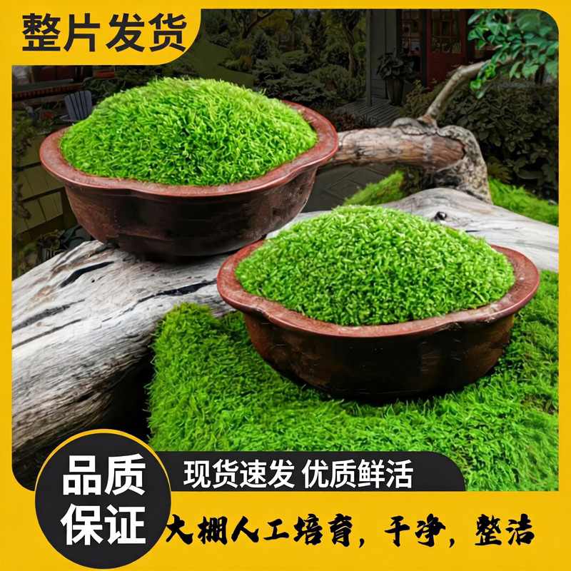 鲜活苔藓植物微景观盆景小灰水陆缸假山造景材料葡灯藓短绒青苔藓