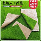 短绒苔藓短绒藓盆景室内绿微景观材料植物鲜活苔藓盆景铺面蒲草皮