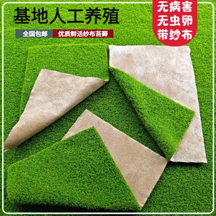 短绒苔藓短绒藓盆景室内绿微景观材料植物鲜活苔藓盆景铺面蒲草皮