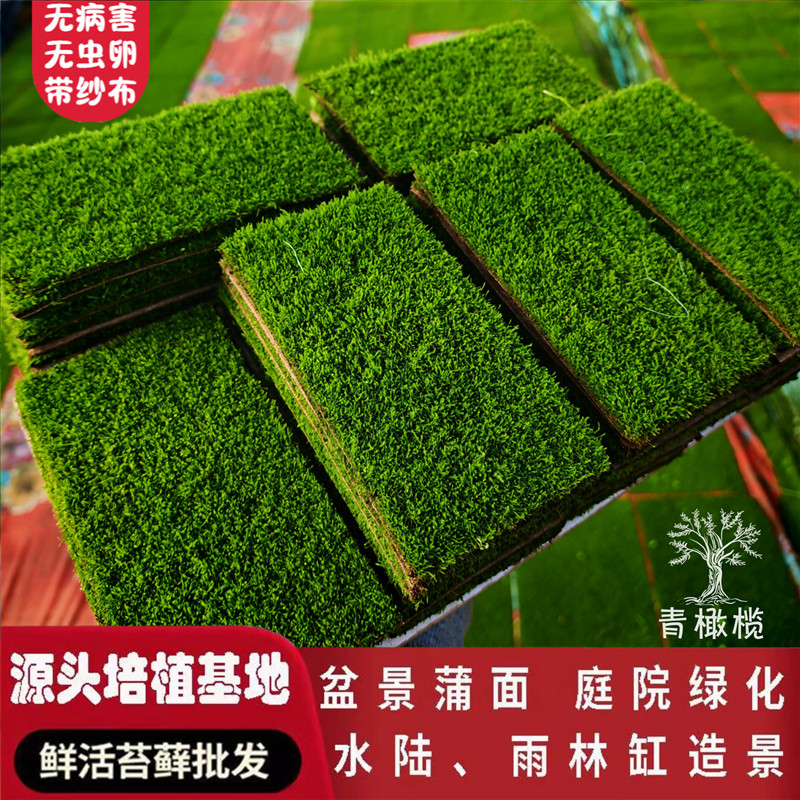 葡灯苔藓造景青苔景观植物鲜活苔藓微景观铺面桌面盆栽搭配庭院