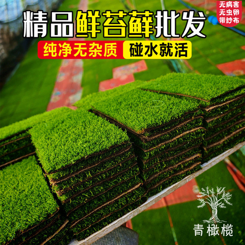 造景短绒搭配庭院青苔景观植物鲜活苔藓微景观铺面桌面盆栽葡灯藓