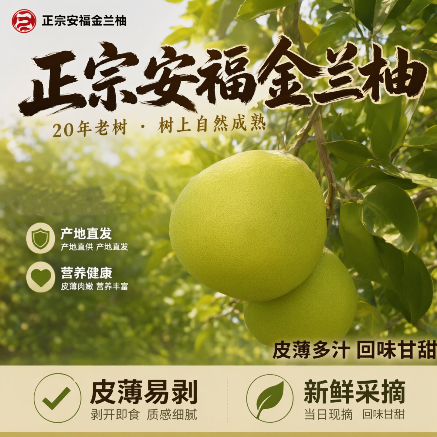 安福金兰柚新鲜柚子老树井冈蜜柚