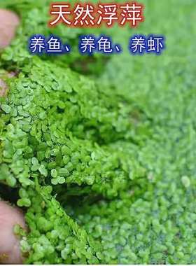 芝麻浮萍绿色养鱼养龟净化水质