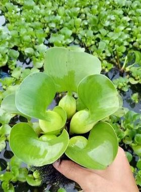 水葫芦浮萍水生植物养鱼净化水质