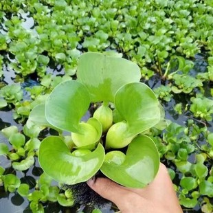 水葫芦浮萍水生植物养鱼养龟鱼缸造景净化水质鱼塘水草种子水芙蓉