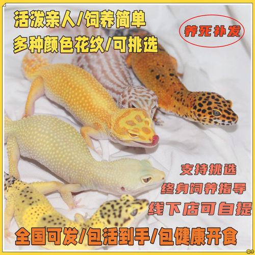 温顺亲人手把手教学包活30天