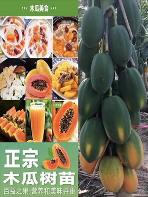 耐寒大青红心木瓜树苗香甜四季南北方带土种植矮化盆栽当年结果