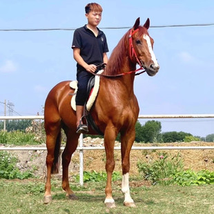 纯血马白龙马骑乘大马温血马半血马活马真马蒙古马拉车马养殖资料