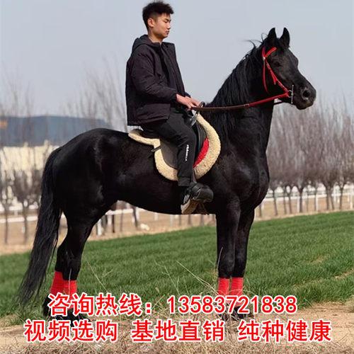 骑乘马纯血马骑乘马蒙古马小矮马