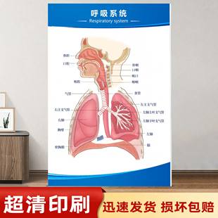 呼吸系统示意图人体解剖图挂画胆道系统医院诊所内科宣传海报贴纸