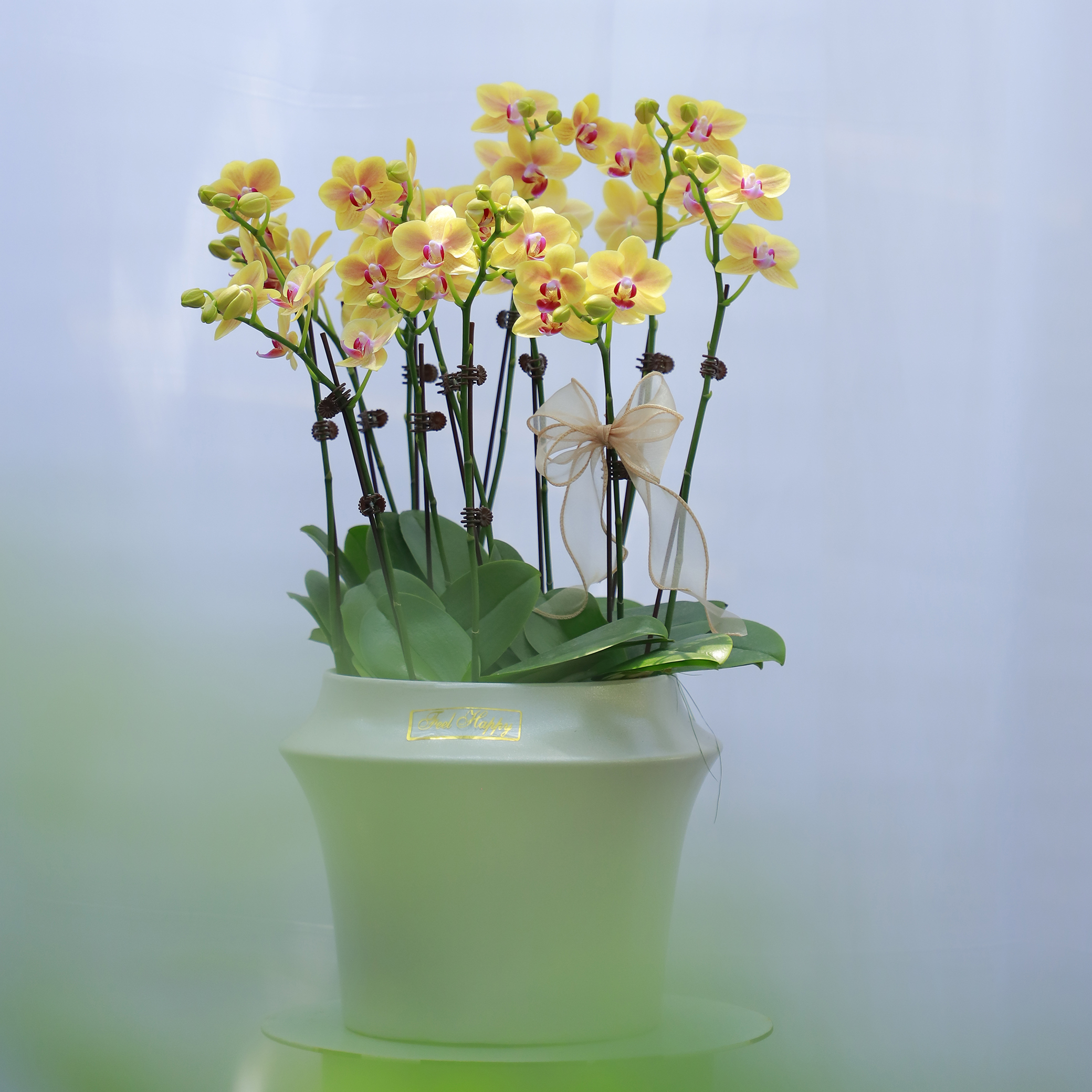 【昆山同城送货上门】蝴蝶兰组合盆栽客厅室内花期超长送礼佳品