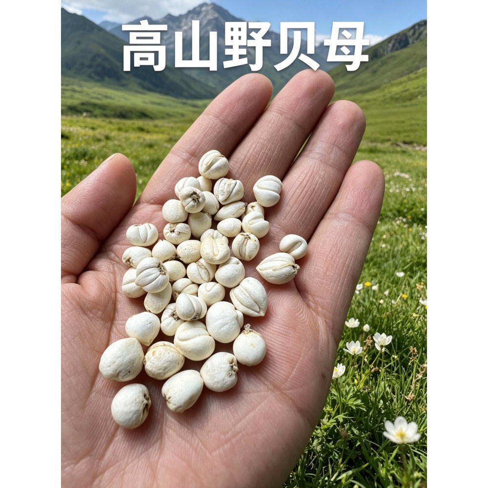 野生川贝 四川阿坝正品川贝母松贝尖贝产地直销全怀中抱月 无硫熏