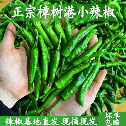 2斤装正宗湖南樟树港小辣椒现摘新鲜湘阴农家特产薄皮嫩青椒包邮