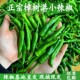 包邮 2斤装 正宗湖南樟树港小辣椒现摘新鲜湘阴农家特产薄皮嫩青椒