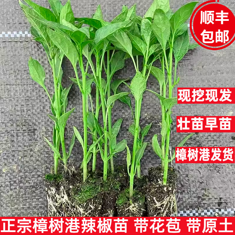 正宗樟树港辣椒苗 湖南岳阳湘阴原产地辣椒秧苗带土春季早苗现挖