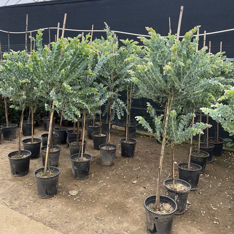 银叶金合欢树大苗别墅花园庭院园林绿化观赏风景树地栽盆栽植物花