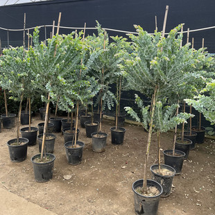 银叶金合欢树大苗别墅花园庭院园林绿化观赏风景树地栽盆栽植物花