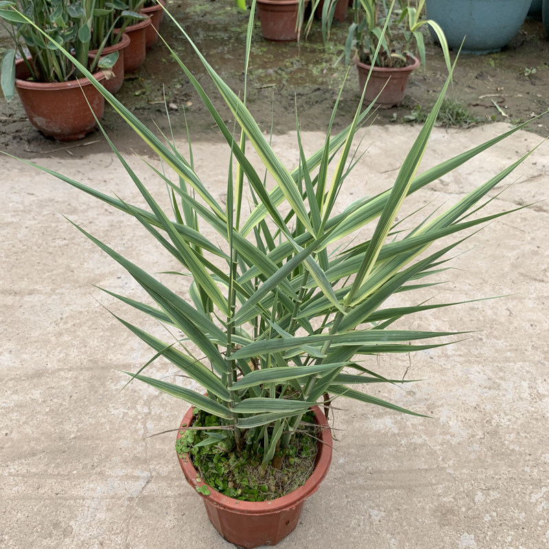花叶芦竹湿地盆景绿植花苗净化水质池塘河道造景浮岛公园小区美化