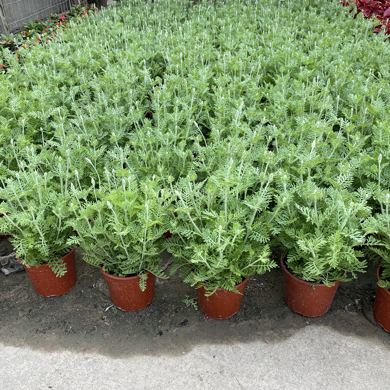 绿植薰衣草香水室外勿忘我植物