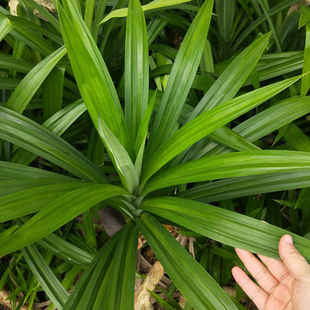香兰叶斑斓叶盆栽室内净化空气可食用香草东南亚风味糕点甜点香料