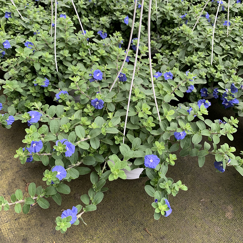 蓝星花盆栽带花苞庭院阳台窗台垂吊观花植物花园地被花草耐热耐晒