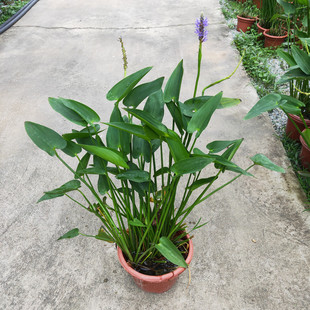 梭鱼草水生花卉挺水植物鱼塘池塘植物净化水质水池造景湿地绿化