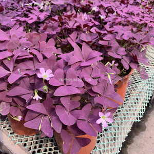 酢浆草盆栽带花价格 酢浆草盆栽带花图片 星期三