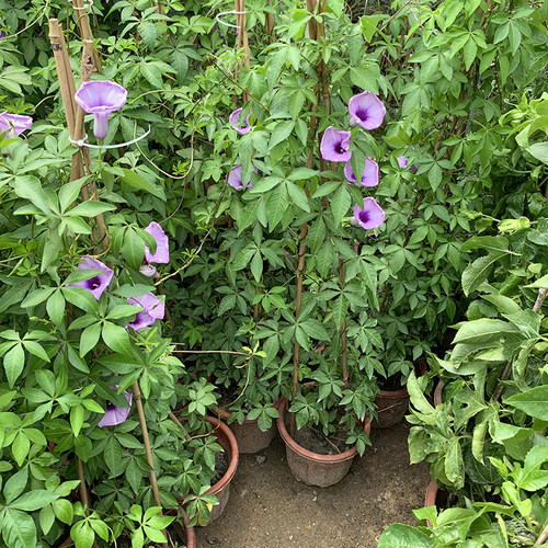 花卉盆栽庭院台湾爬藤植物